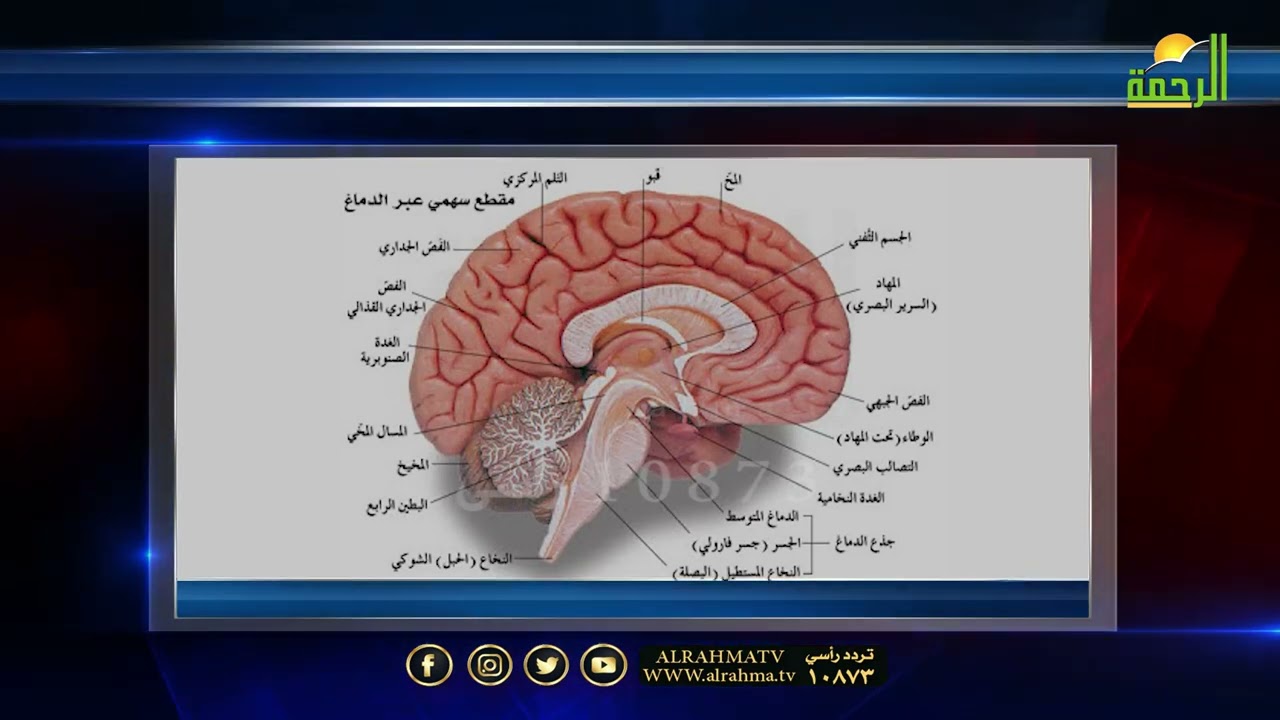 سر الأسرار وكنز الكنوز فى المخ الغدة الصنوبرية !! دكتور سمير تقي الدين