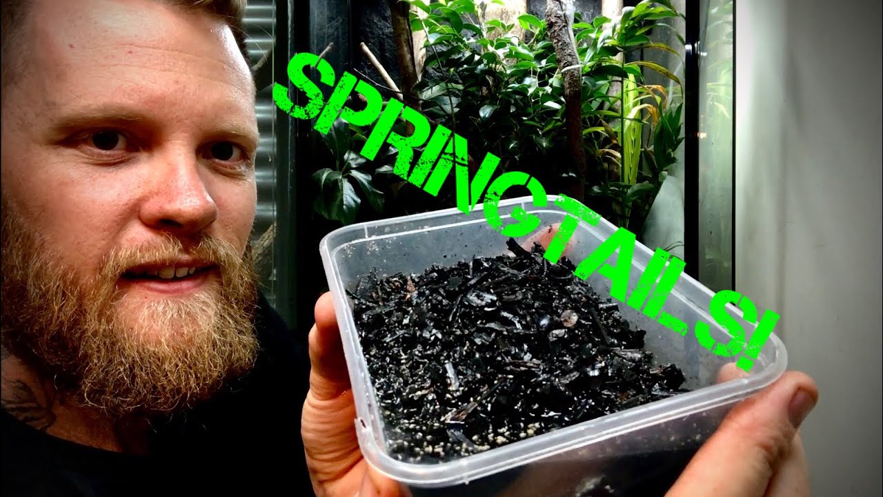 How to culture your own springtails!