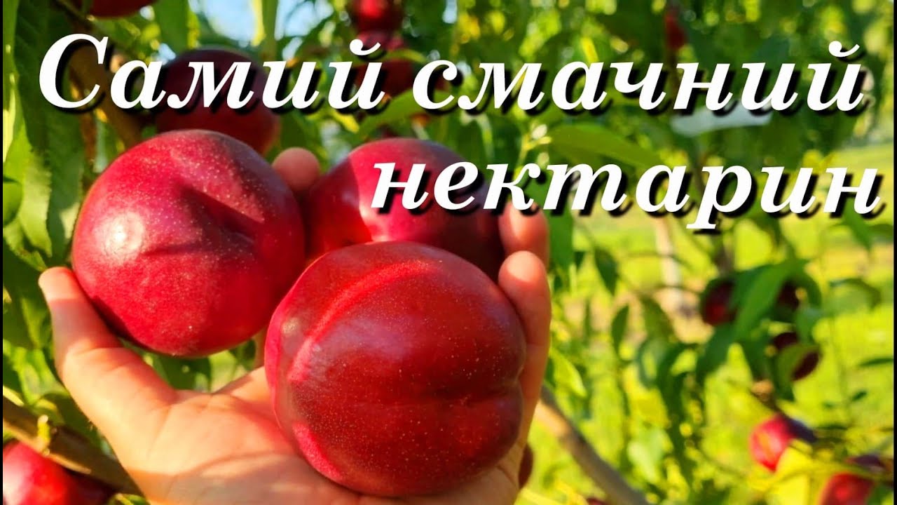 Нектарин Екстрім Бьюті / Nectarine Extreme Beauty