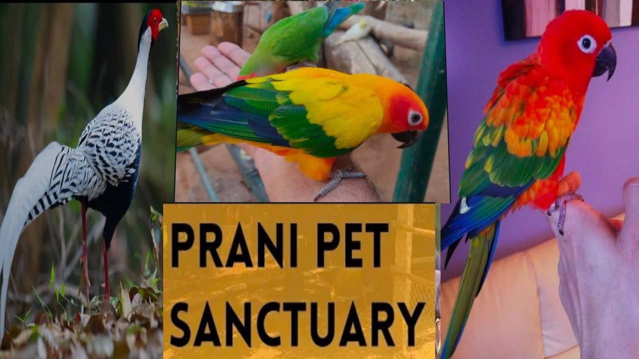Prani Pet Sanctuary | Bangalore | Kanakapura Road | (2024)