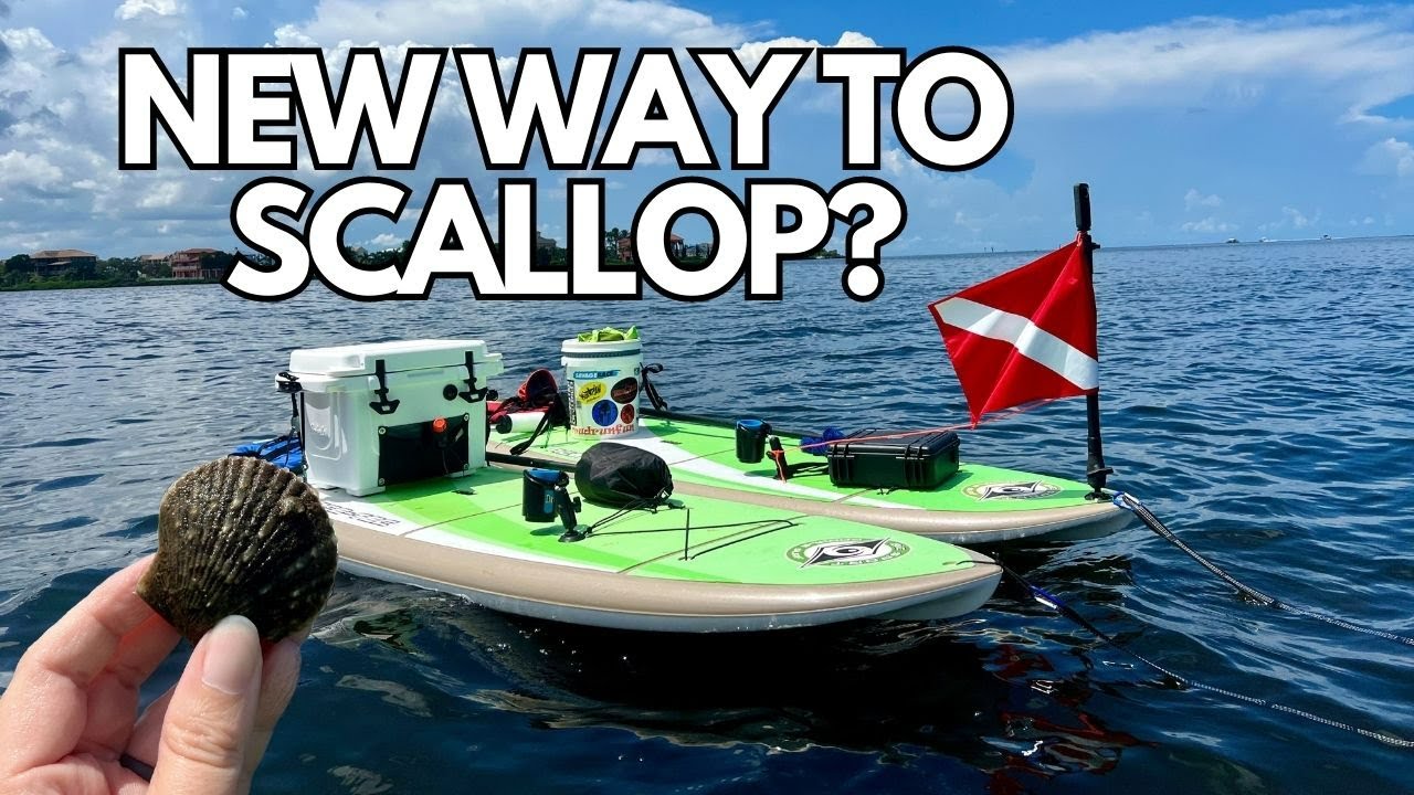Scalloping Without A Boat? Yes You Can!