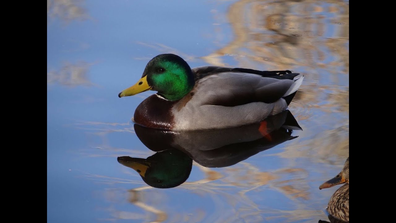 Peaceful Ducks on a Calm Lake | Relaxing Nature Moments 🦆🪿⛲️
