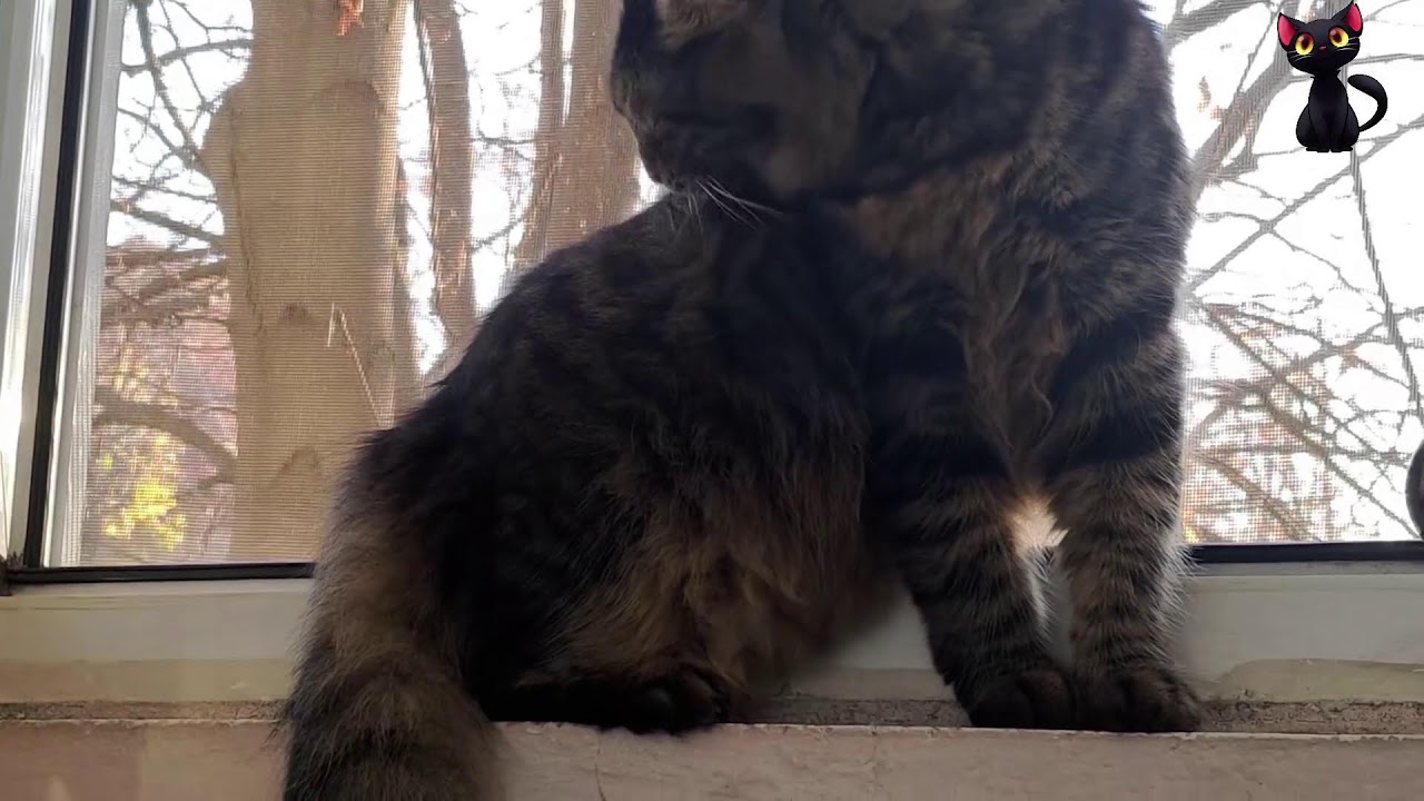 [🐈 Cat ] My Cat on Wednesday | Live 04.02.2026