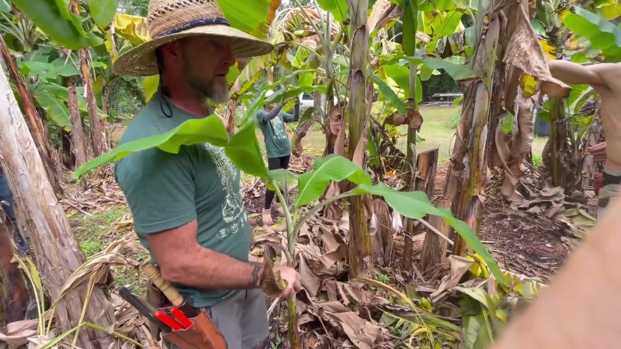 Grow Banana s - Sword Sucker vs. Water Sucker. Hawaiian Apple Banana  🍌