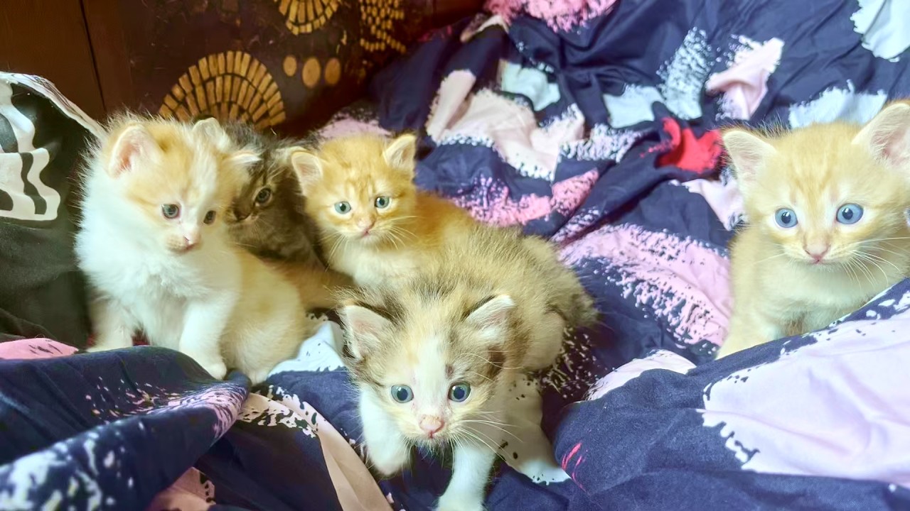 What My Kittens Do All Day 🐱💕 So Cute!