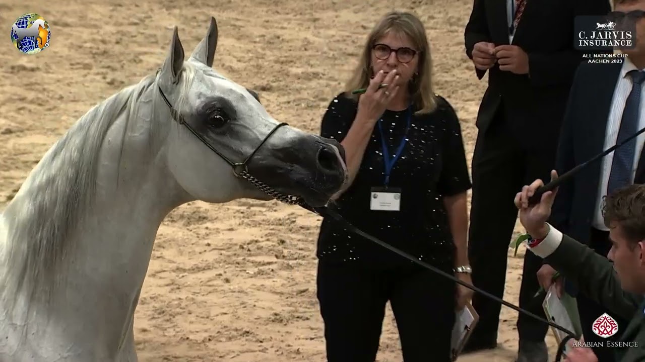 N 123 KABSZTAD   39th All Nations Cup   Aachen   Stallions 11+ Years Old Class 12
