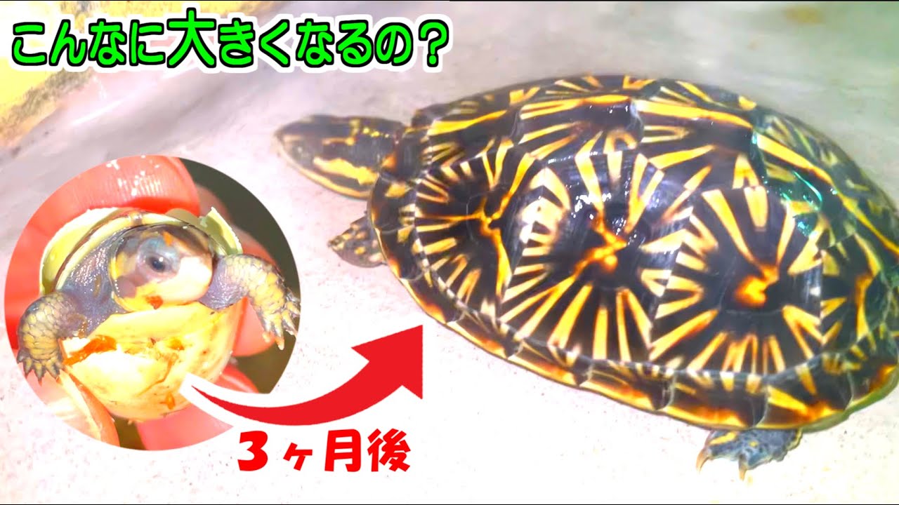 うちの庭で産まれた亀【生後３か月の成長記録・2025】