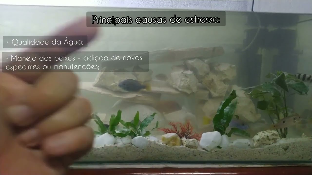 22 - Estresse em peixes - Causas, identificação e como resolver!