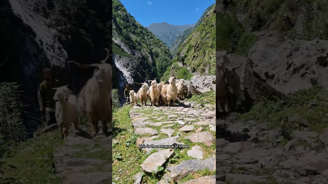 Milam Glacier trek Day1  #glacier #johar #joharvalley #munsyari #uttarakhand #cordyceps #keedajadi