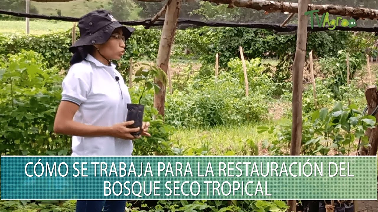 Como se trabaja para la restauracion del bosque seco tropical - TvAgro por Juan Gonzalo Angel