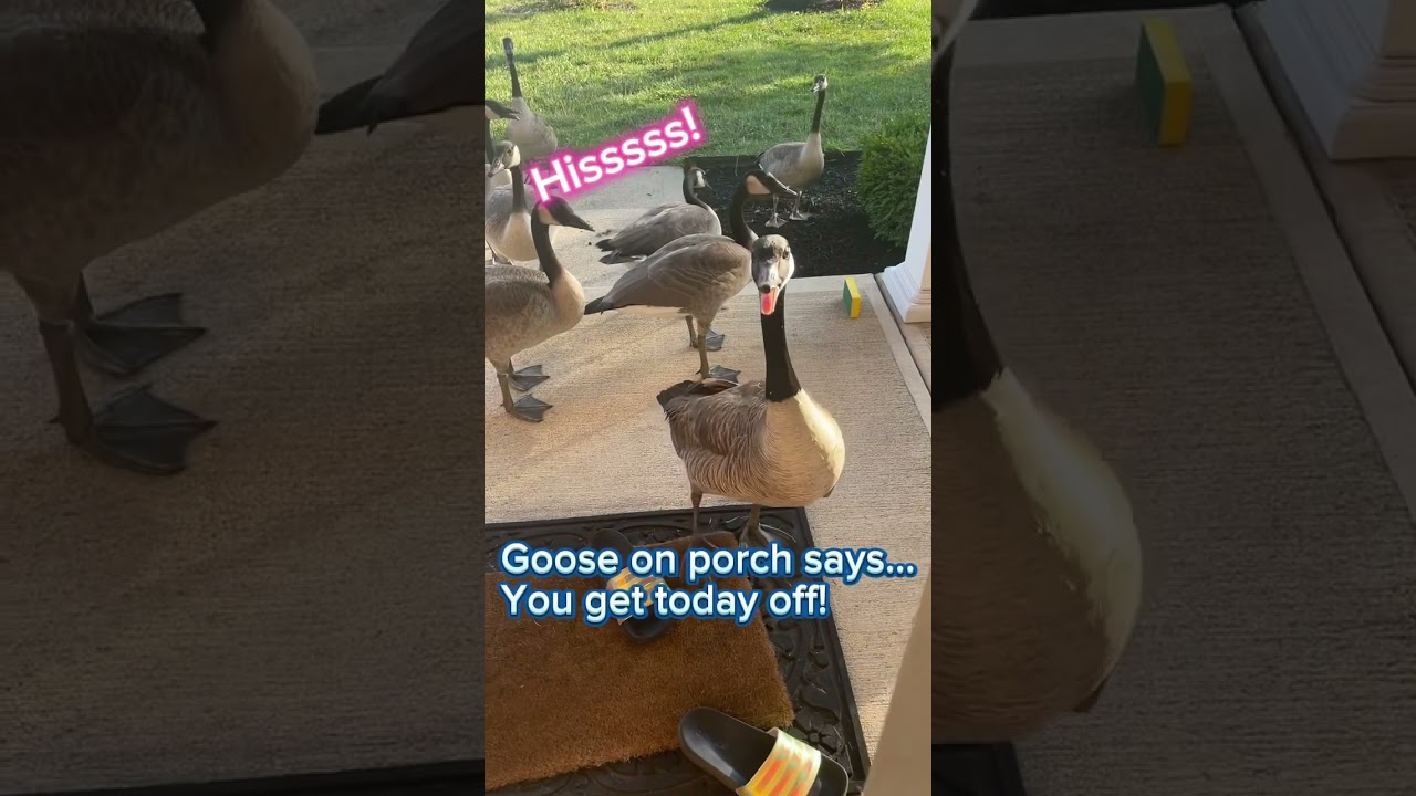 Why I&rsquo;m late for work!  #canadageese #goose #geese #birds #cuteanimal #cobrachickens