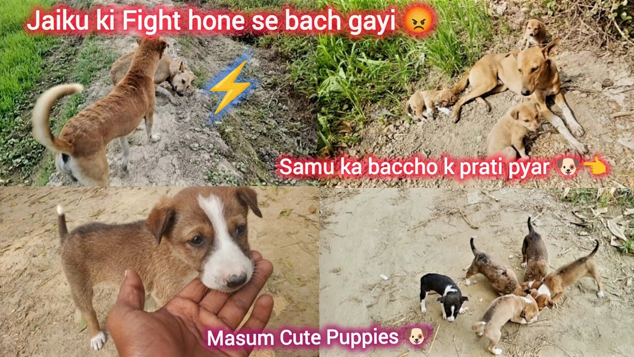 #Jaiku ki Fight hone se bach gayi 😡or Samu ka baccho k Prati pyar😇/Masum Cute Puppies ☺️#ViralVideo 