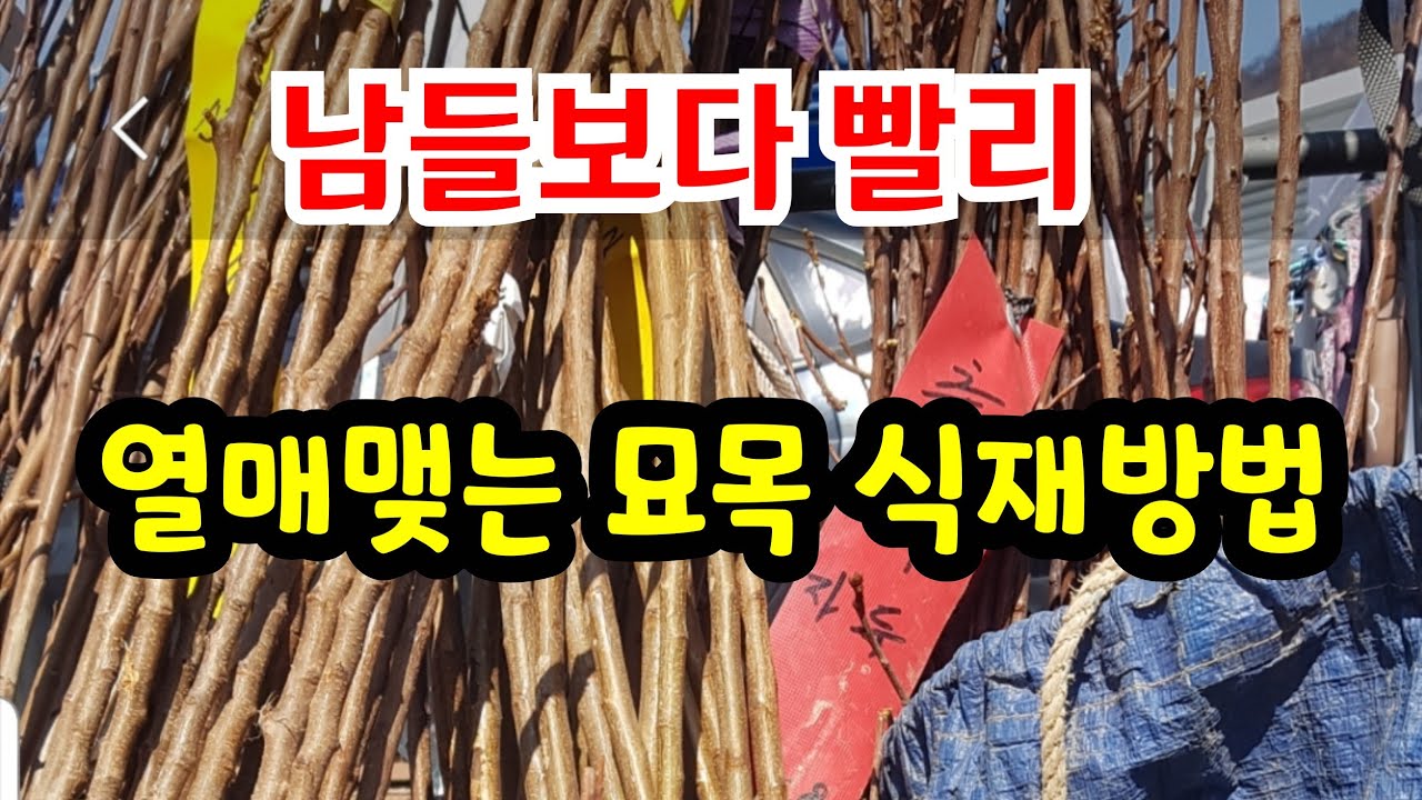 묘목 이렇게 심으면 1년빨리 성장하고 .. 열매도 1년 빨리 열립니다.