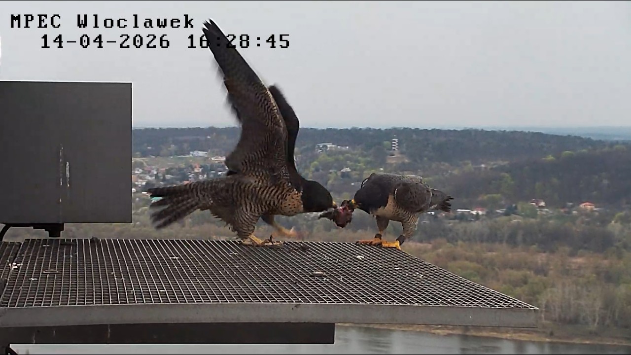 Włocławek MPEC 14 04 2026 6 ~ Szkwał z dostawą, Zazamka karmi, Odys na podeście