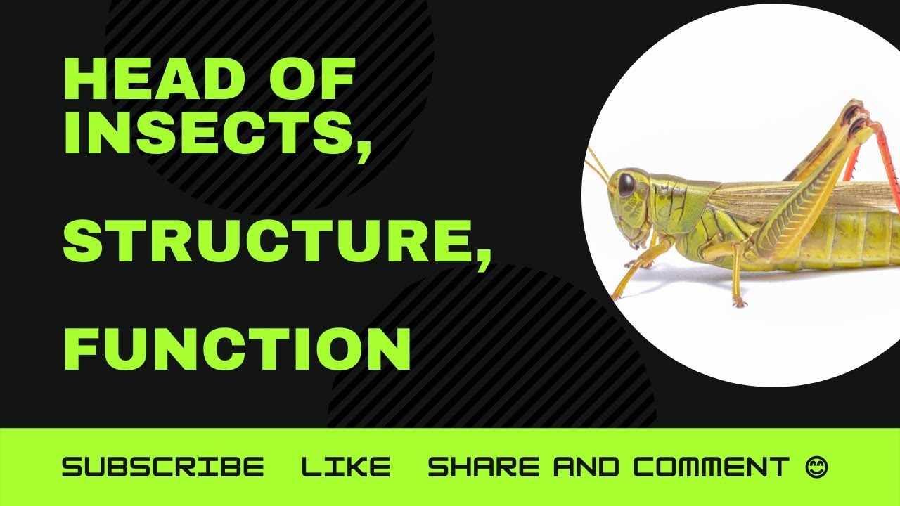 Head of Insects, Structure and Function. Entomology Classes