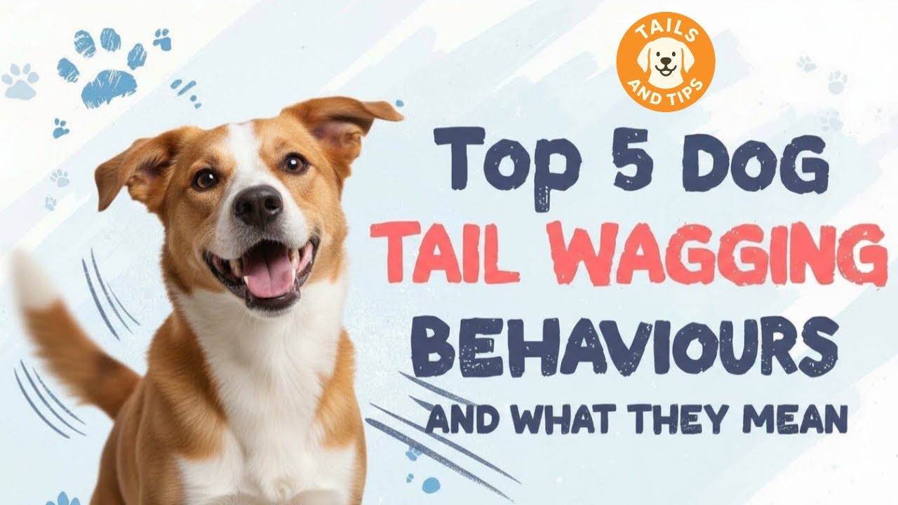 Dog Tail Wagging Explained &mdash; 5 Types of Wags and What They Mean