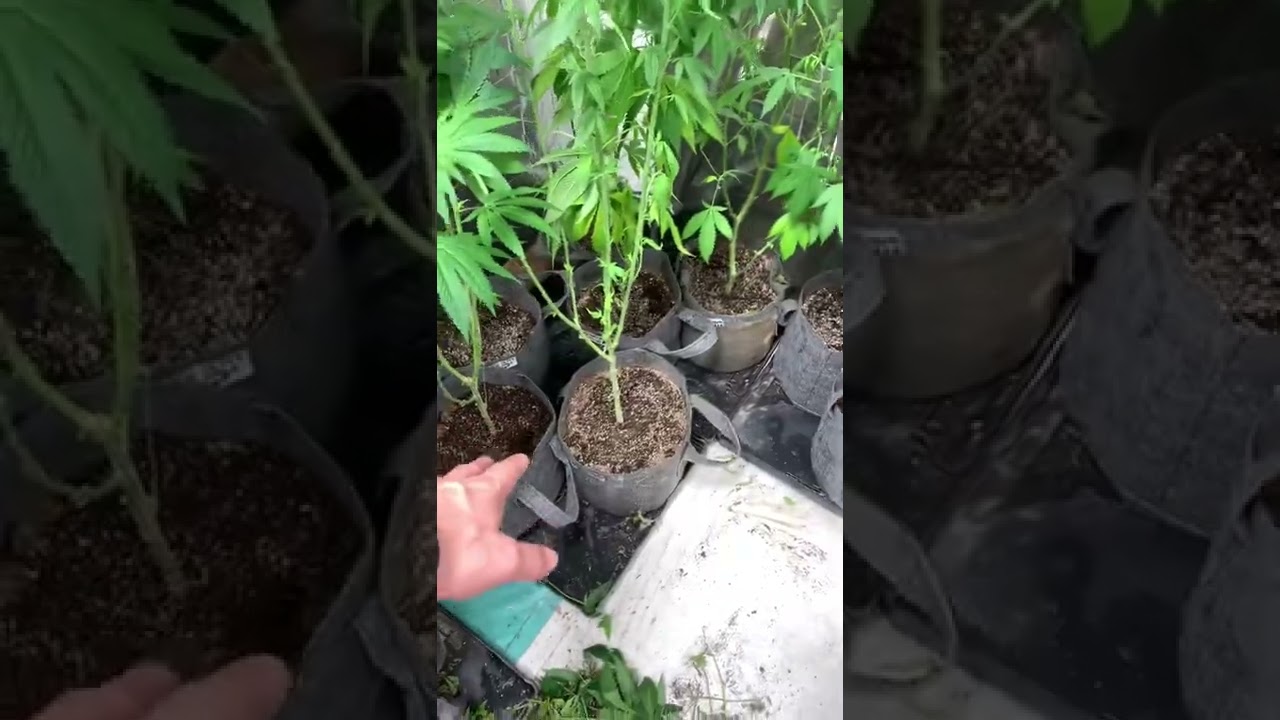 GFDTDCOGRTW Defoliaci&oacute;n, poda de bajos y 4 mas a floraci&oacute;n
