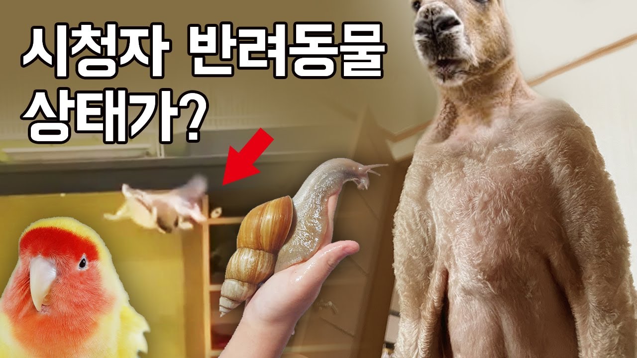 키우는거 자랑하기 페스티벌