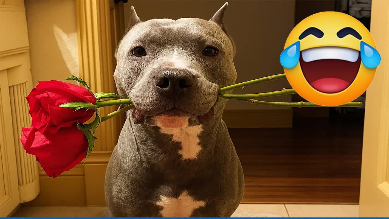 New Funny Animals 🐶 Funniest Cats and Dogs 2026 🤣 🍃 #funnydogs #animals #funnycats