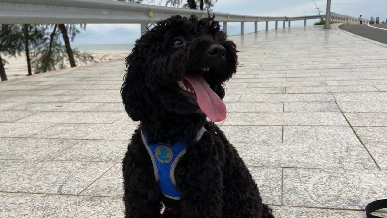 Sihanoukville dog walk - January 2024