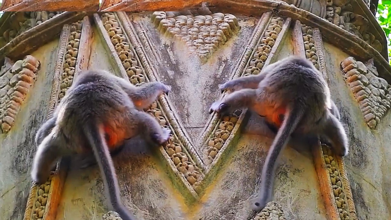 Adorable Wildlife 2026, Sweet Newborn Baby Monkey 2026 Moments