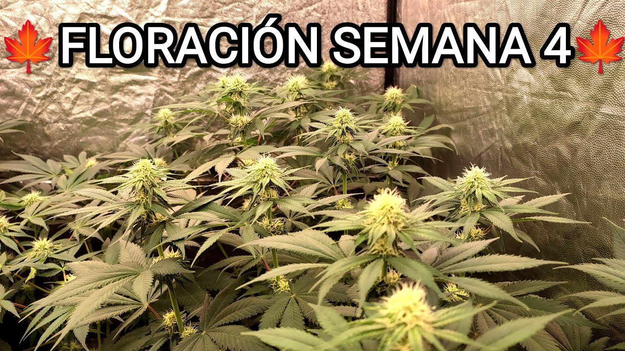 🍁 FLORACIÓN SEMANA 4 🍁 - Seguimiento Cultivo Indoor Cannabis 🌱