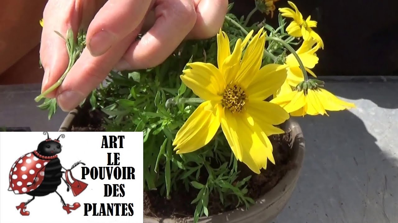 Jardinage:Comment Bouturer du bidens: Plante annuelle