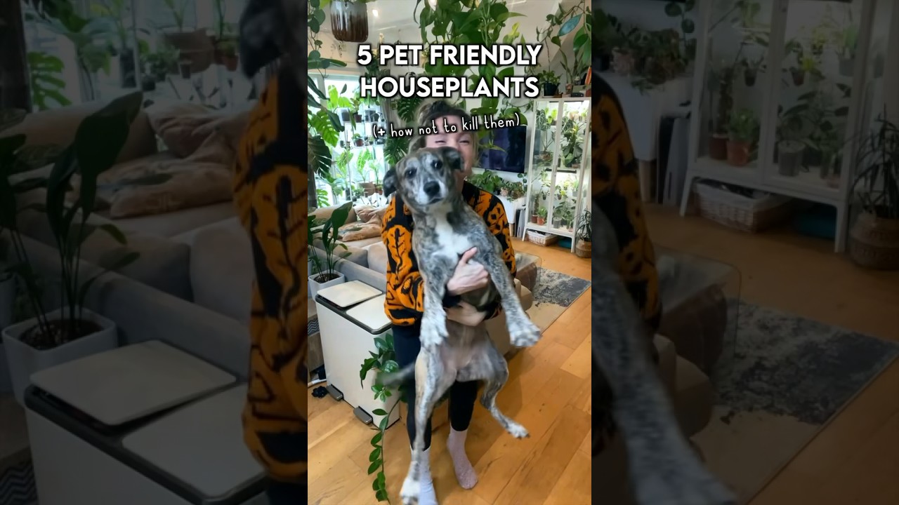 Top 5 pet friendly houseplants 🐾🌱 #petsafe #houseplants #plants #indoorplants #nontoxic #plantcare