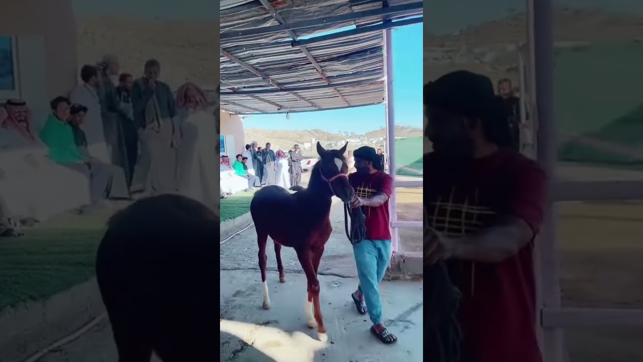 تغطية حراج الخيل الاسبوعي بالطائف 21-3-2023