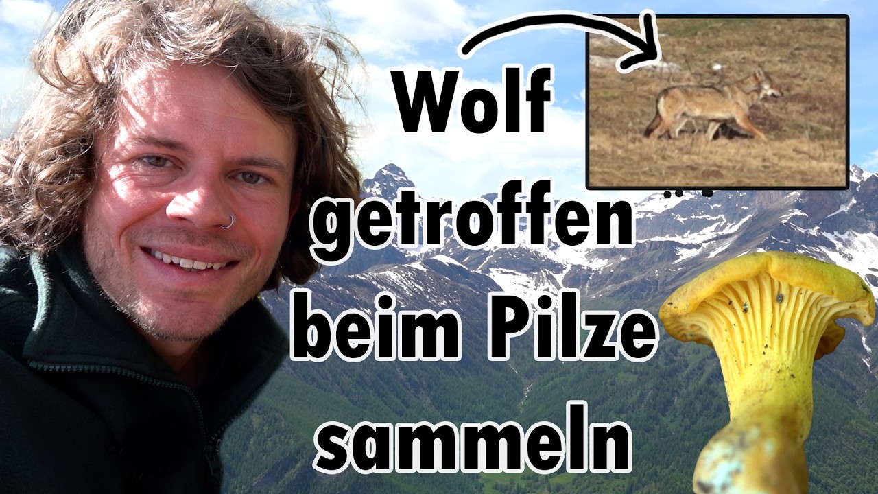 Die ersten Pfifferlinge, Dopingpflanze und Begegnung mit Wolf - Unterwegs mit Naturbummler Dachzelt