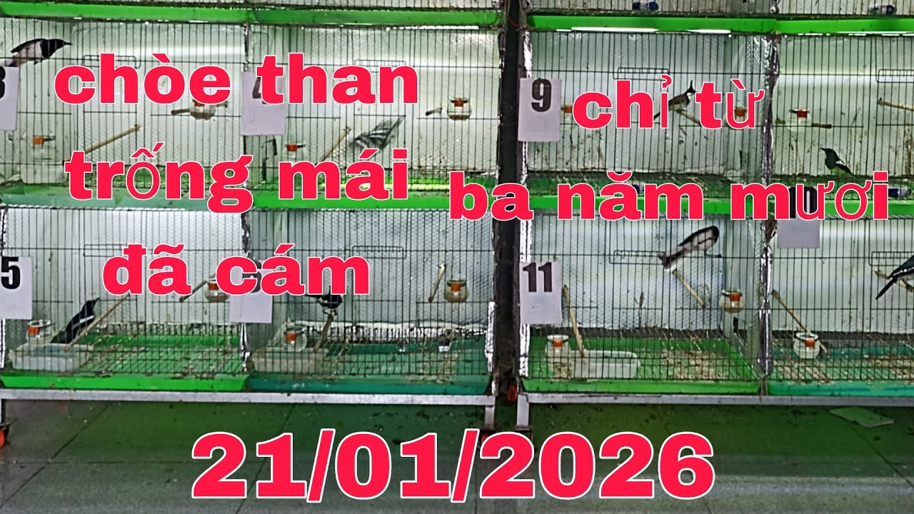 21 tháng 1, 2026 chòe than trống mái cám cứng _ chào mào...