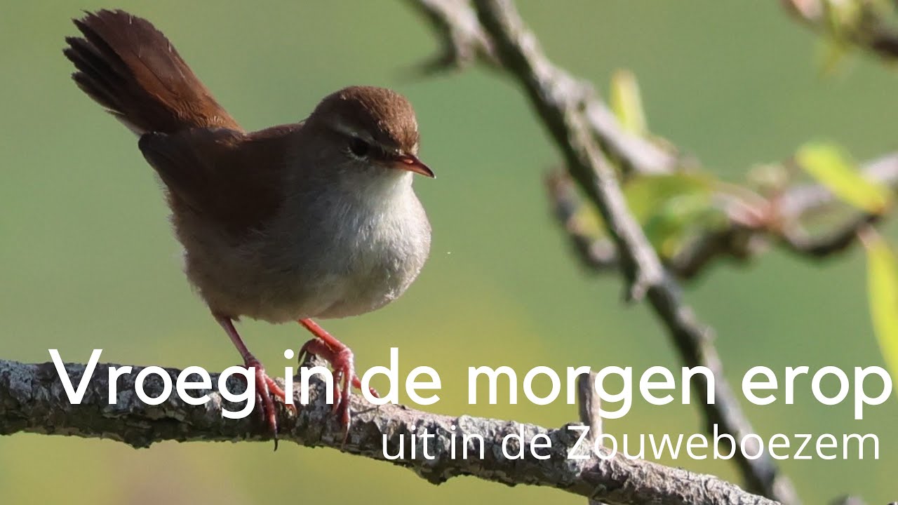 Vroeg in de morgen erop uit in de Zouweboezem #1517