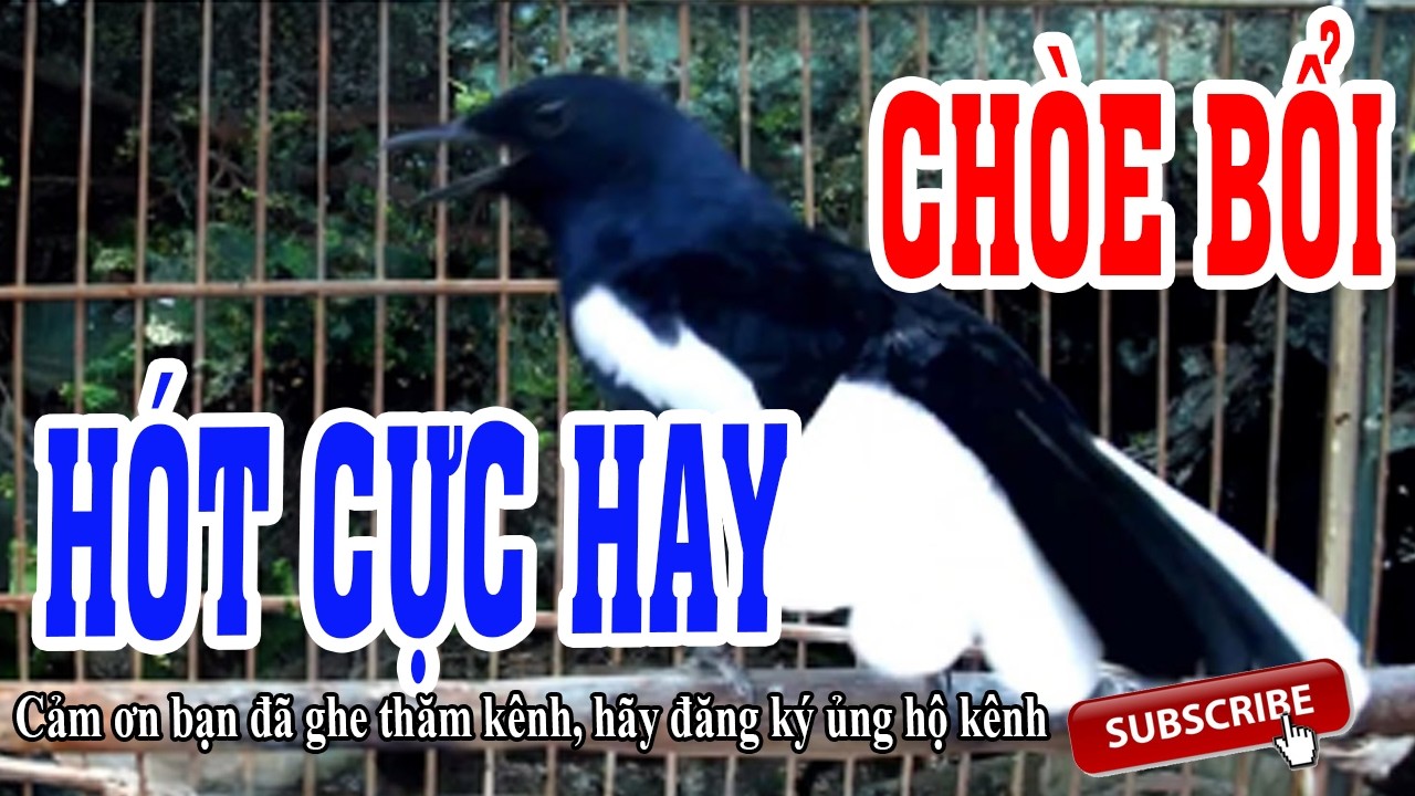 Chòe than mộc hót đấu l Luyện giọng chòe than hót hay l Chòe than hót giọng rừng l Chòe than hót