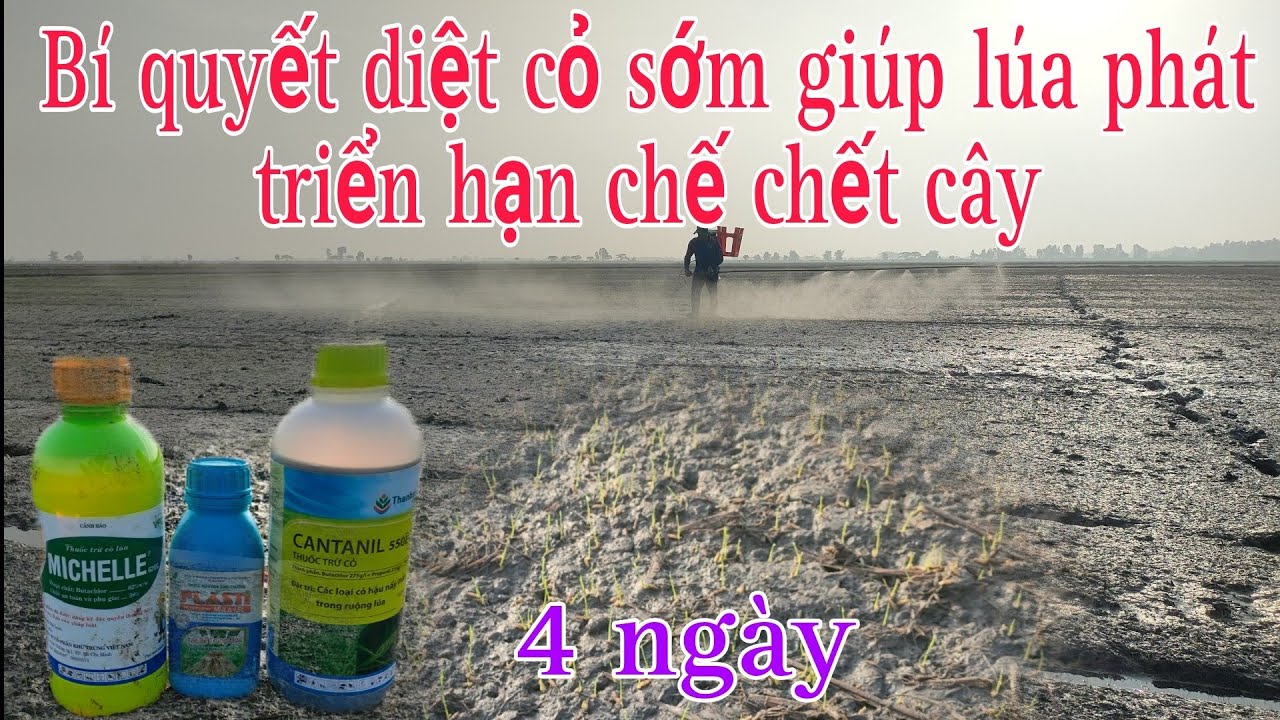 Cách xịt cỏ chết lúa phát triển mạnh ngay đầu vụ ít chết cây