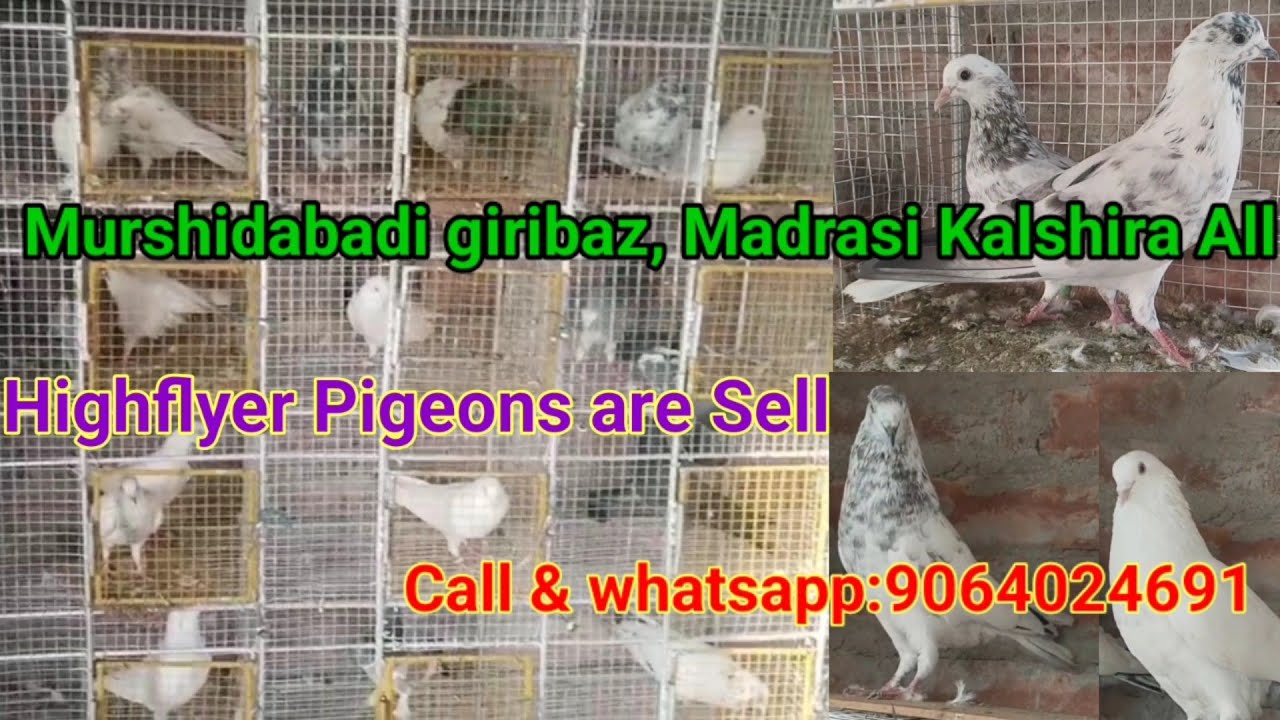 Murshidabadi giribaz, Madrasi, Kalshira, Highflyer All pigeons Are Sell Call 9064024691