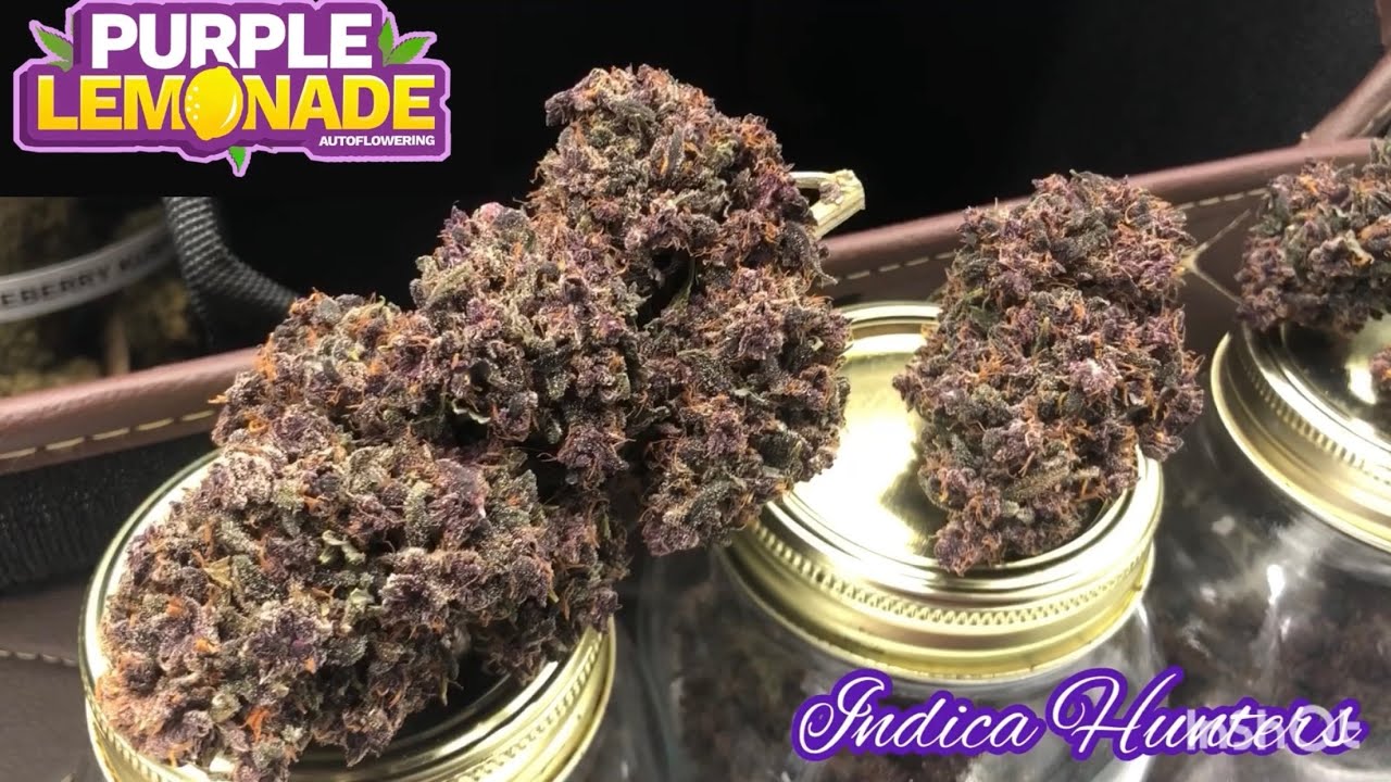 The best Buds I&rsquo;ve grown! Purple lemonade harvest part 2. pick my next 2 strains by commenting below