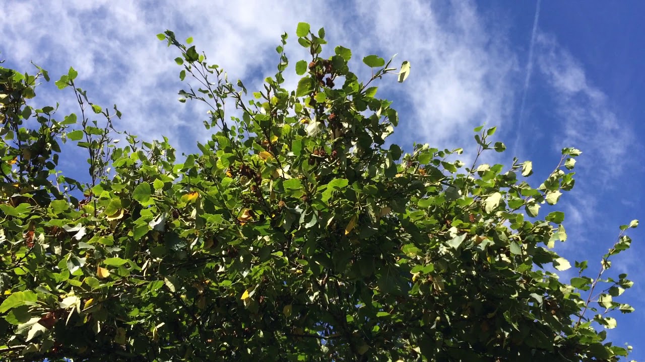 Downy Birch (Betula pubescens) - crown - October 2017