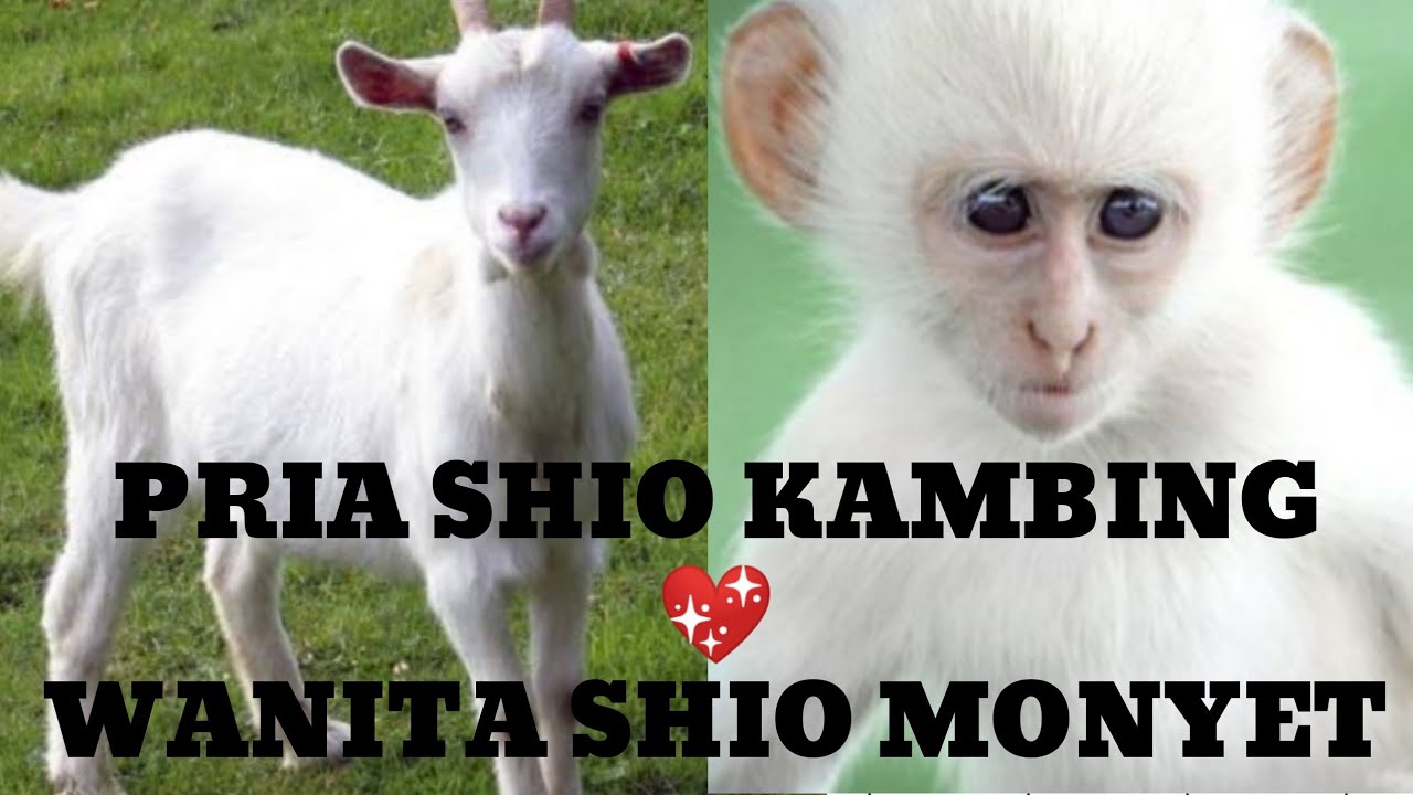 PASANGAN PRIA SHIO KAMBING BERJODOH DENGAN WANITA SHIO MONYET 🐵