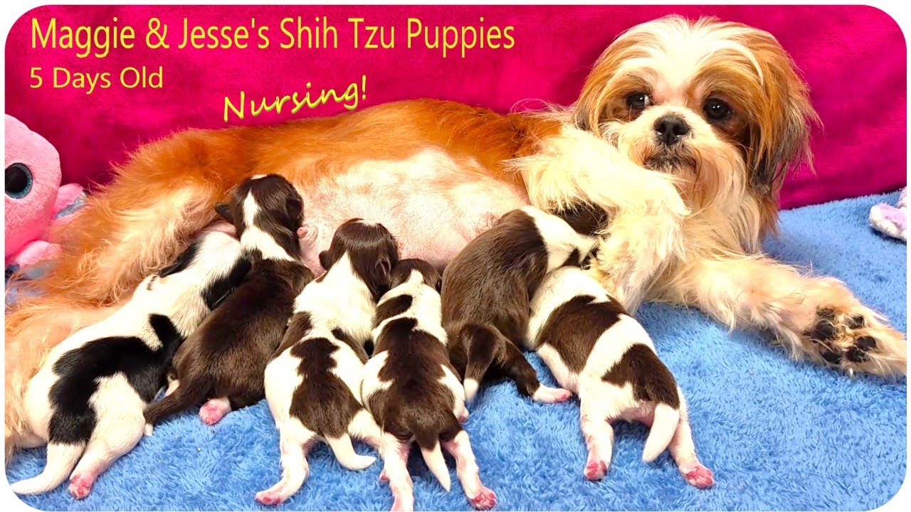 Maggie & Jesse's Shih Tzu Puppies 💖 5 Days Old