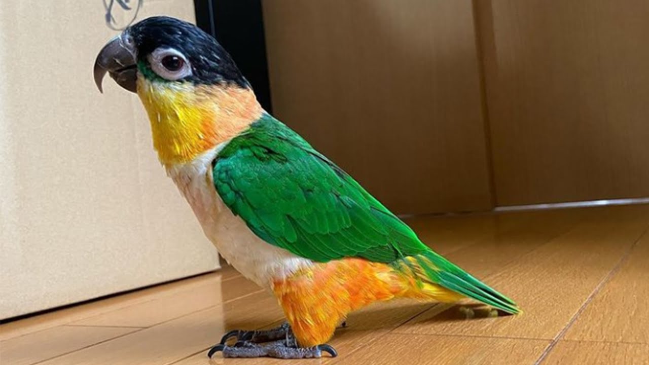Black Headed Caique Talking & Sounds - Black Headed Parrot Playing - Funny Caique Parrot Playing