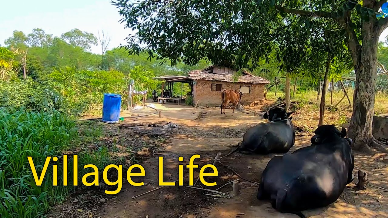 Beuatiful Neture Village In India 2020 ||  Village life of India || Village life In Gujarat India