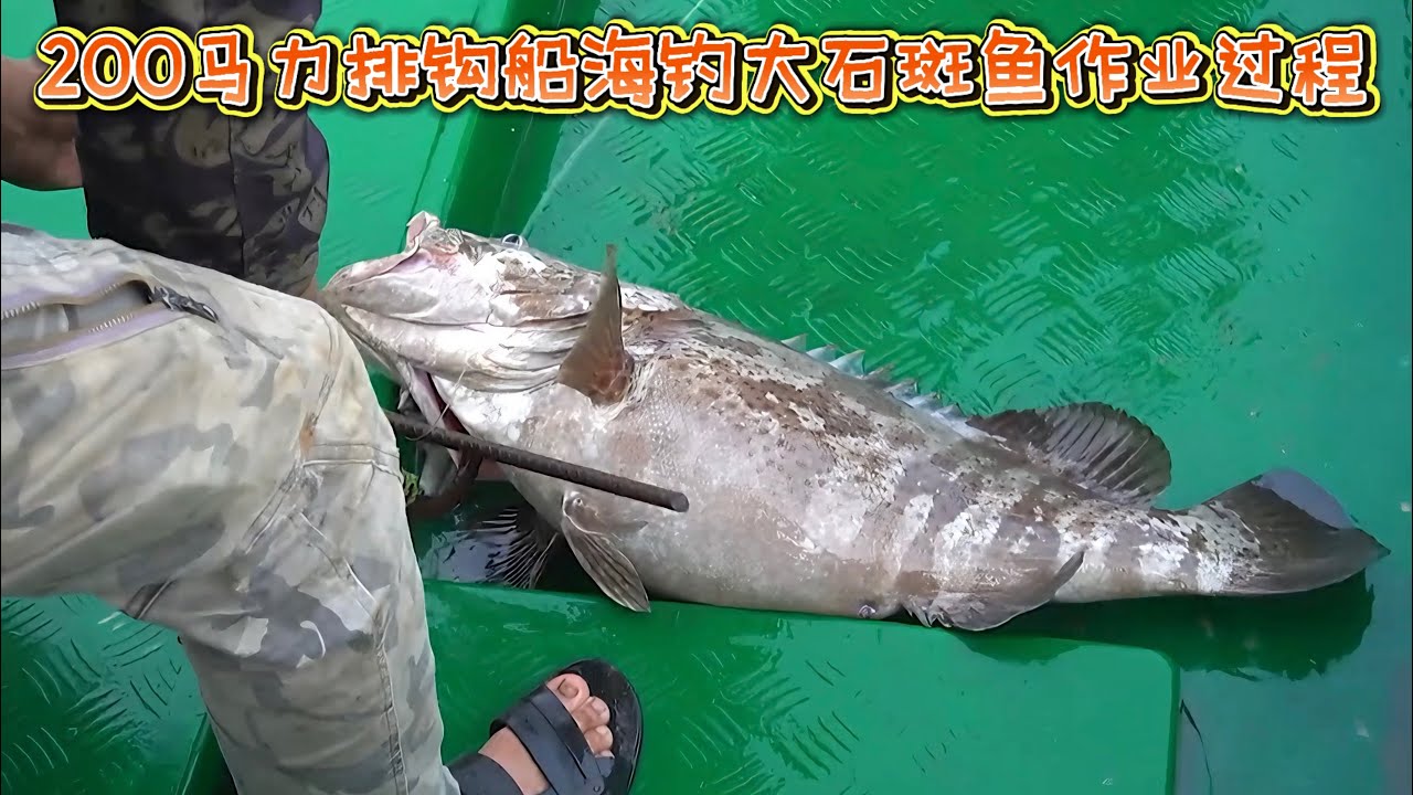 200马力排钩船海钓石斑鱼捕鱼过程。