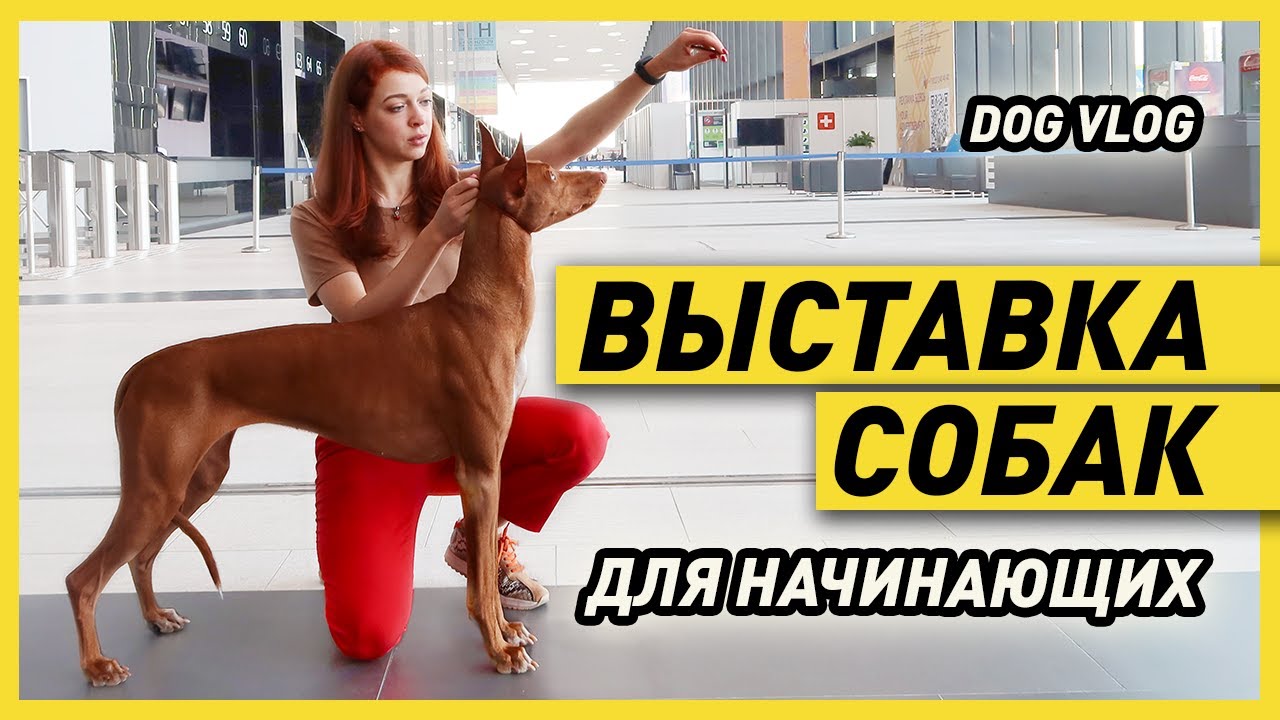 ВЫСТАВКА СОБАК | Как участвовать в ДОГ ШОУ и как они проходят (один день на выставке собак)
