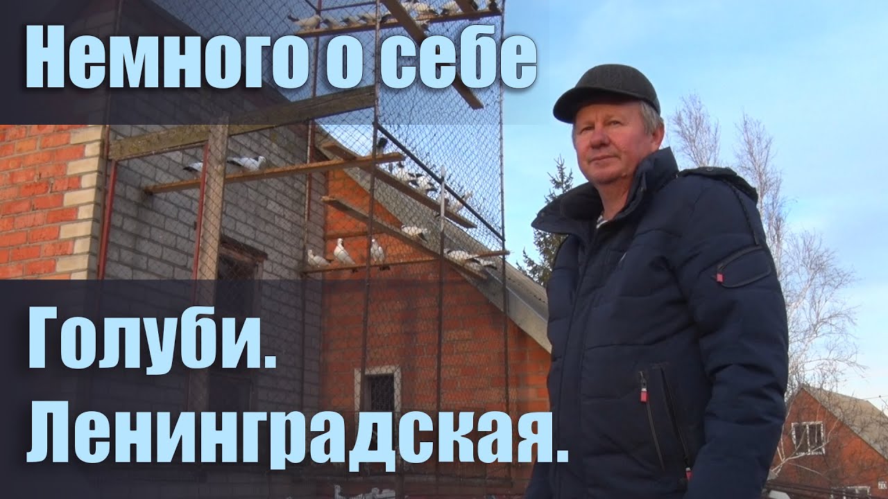 ☀ Немного о себе - Голуби. Ленинградская.