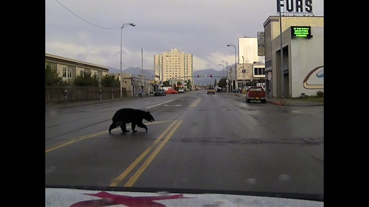 APD Patrols bear in Downtown Anchorage