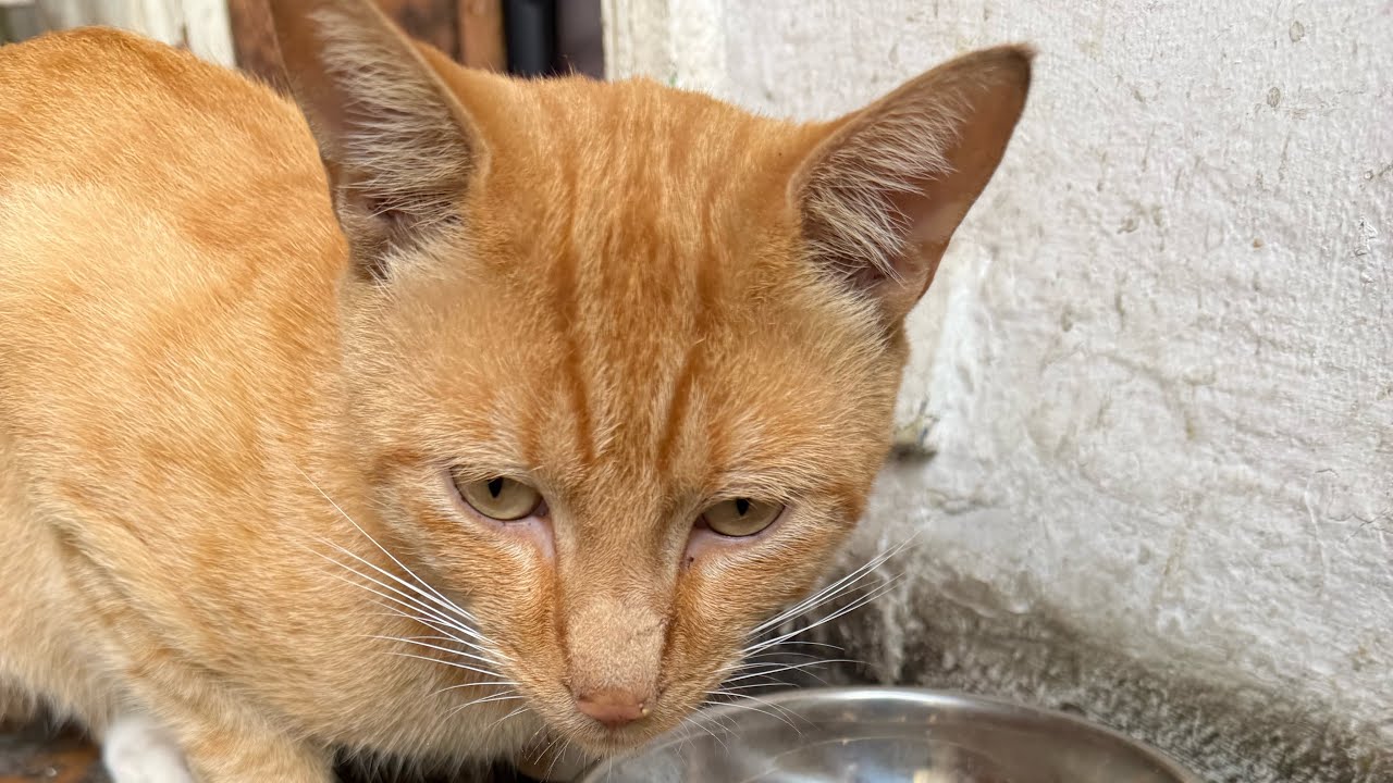 Lunch is ready for our kitty. #cat #catlover #cats #catvideos #catshorts #catlovers