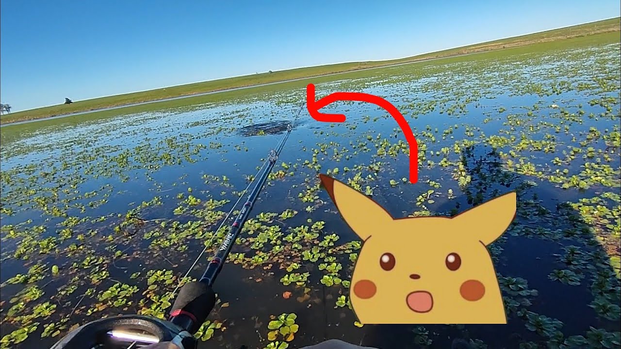 ¡¡¡Pesca de Tarariras grandes en un lugar ideal y el día perfecto!! - @loslobitospescadeportiva2575
