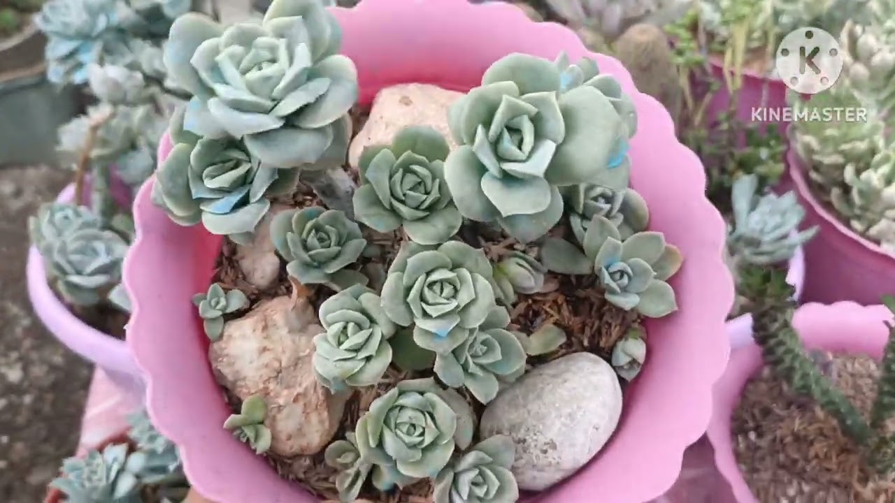 Graptoveria Lovely rose & rose Queen Caretips || Paano ko Sila alagaan Dito sa Lowland