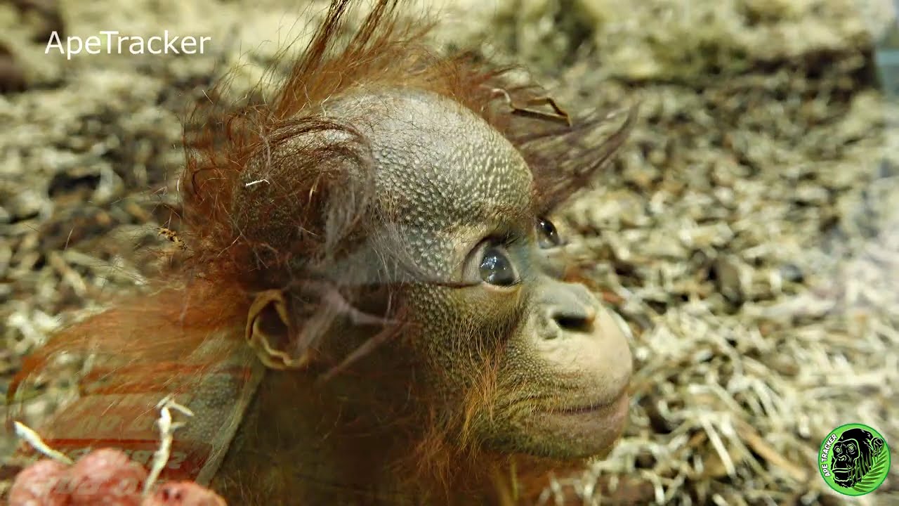 Baby Orangutan Jarang Cute Window Greeting ! #babyorangutan