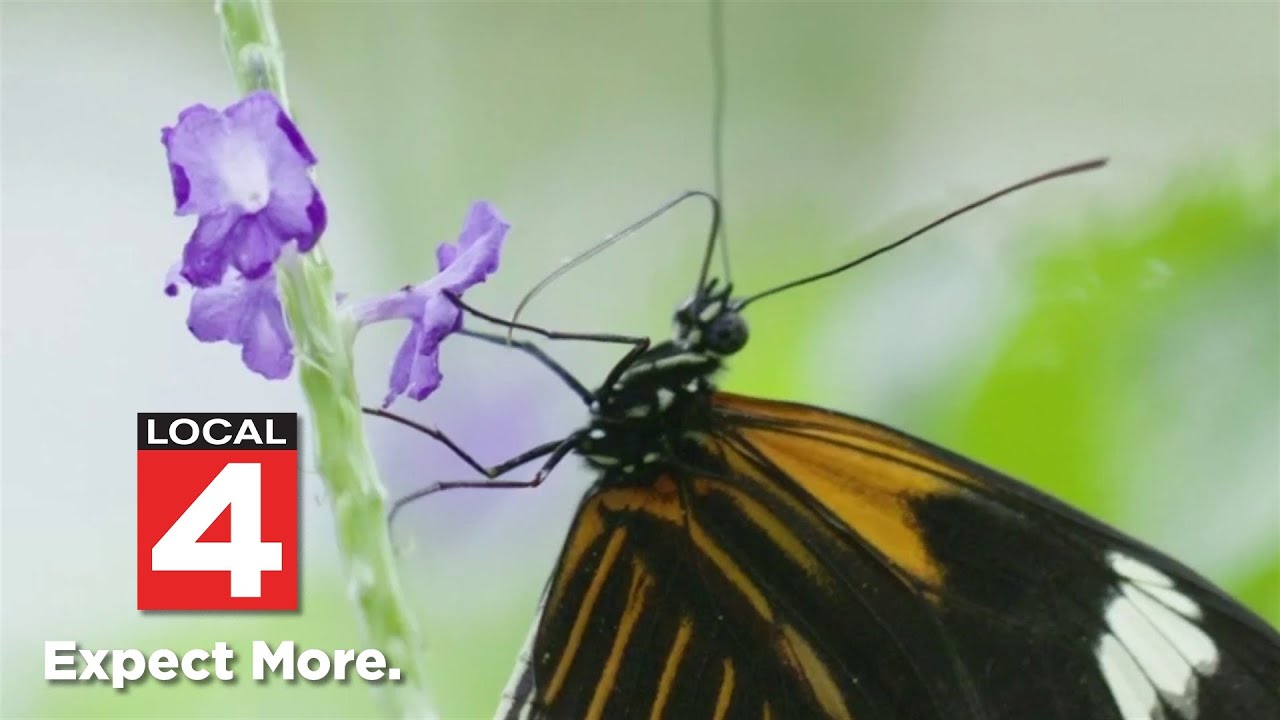 Butterfly exhibit now open at Meijer Gardens